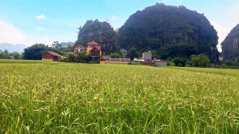 Tam Cốc Papaya Villa Ninh Bình